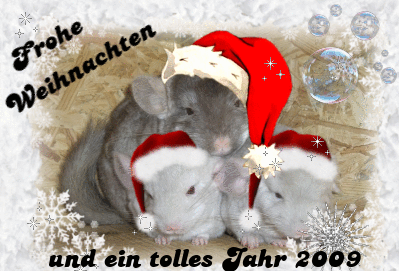 Startseite Chinchilla